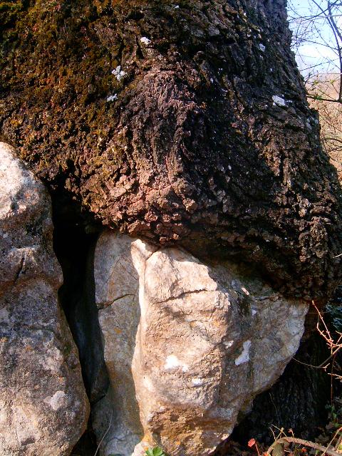 Tronchi
